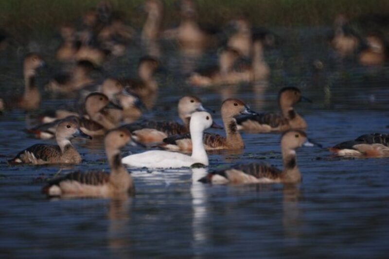 ducks